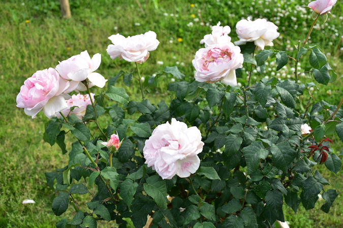 バラ苗 大苗 イングリッシュローズ シャリファアスマ 接木苗 廃盤 強香 蕾付き セール！超強香！超強健 廃盤のイングリッシュローズ バラ苗